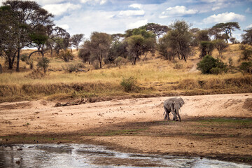 elephant walking in the savannah tanzania africa