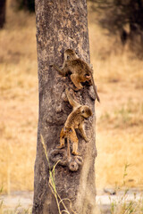 monkeys on a tress climbing