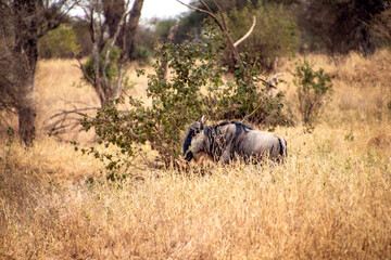Fototapeta premium wildebeest in the savannah tanzania