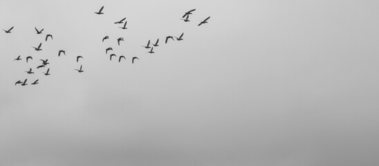 Ducks flying in formation

The Anatidae family is the most species-rich of the Anatidae order. It includes 47 genera and about 150 species.