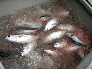 漁船の船倉で氷水のどぶ漬けされた水揚げを待つカツオ。 Ocean fresh Skipjack tuna, bonito (Katsuo) in the cold iced Fish storehouse of the ship to Keep fresh.