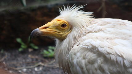 Egyptian Vulture - Egyptian vulture (Neophron percnopterus) a type of step bird originating from Egypt