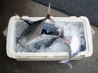 Cooler bucket full of ocean fresh Skipjack tuna, bonito (Katsuo) and Tuna, other small fish with...