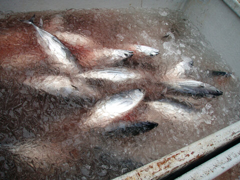 Ocean Fresh Skipjack Tuna, Bonito (Katsuo) In The Cold Iced Fish Storehouse Of The Fisherman Boat To Keep Fresh And Waiting To Be Landed. 漁船の船倉で氷水のどぶ漬けされた水揚げを待つカツオ。