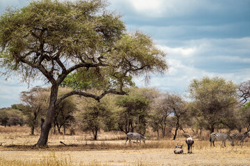 wildebeest in the savannah landscape africa 