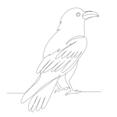 raven, crow drawing in one continuous line, vector, isolated