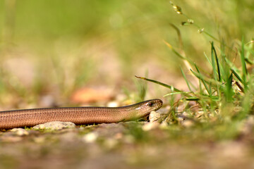 Blindschleiche