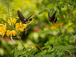沖縄のビーチで撮影した蝶です。