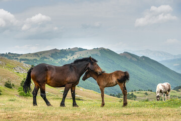 Fototapeta na wymiar September 2021, Horses free in the Gran Sasso and Monti della Laga National Park