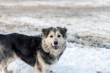 a happy mongrel dog