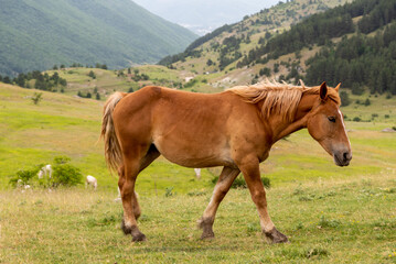 Fototapeta premium September 2021, Horses free in the Gran Sasso and Monti della Laga National Park