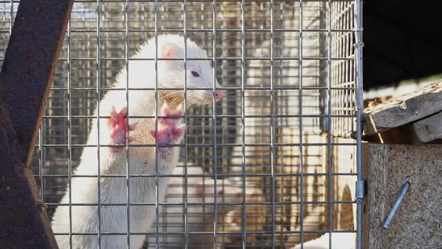 White mink in a cage - a symbol of animal cruelty