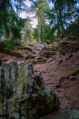 Forest hill with rocks