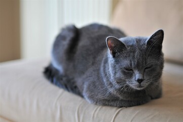 Sleeping British Blue on the couch