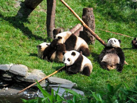 Group Of Panda Playng In The Forest Of Tibet