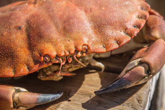 NFC Hitra and Kirkenes, Reportage Brown Crab, Shrimps, Scallops, KingCrab, Makrele, 6.-9. August 2016