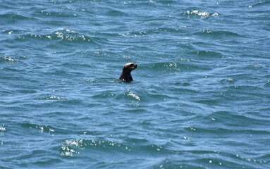Curious Sea Otter Looking Around the Pacific