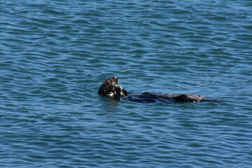 Fototapeta premium Large Sea Otter Floating on His Back While Dining