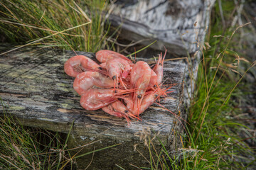 Seafood, Norwegen, Skandinavien