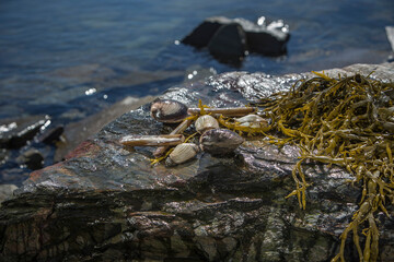Seafood, Norwegen, Skandinavien