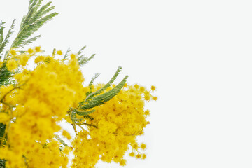 Blooming mimosa plant yellow flowers and green leaves close up macro on white isolated background