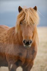 Icelandic horses portrait