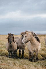 Icelandic horses portrait