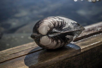 Seafood, Norwegen, Skandinavien