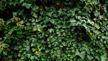 Green ivy leaves on the wall. Textured background of leaves. Green plant wall texture for backdrop design and eco wall and die-cut for artwork. A lot of leaves.