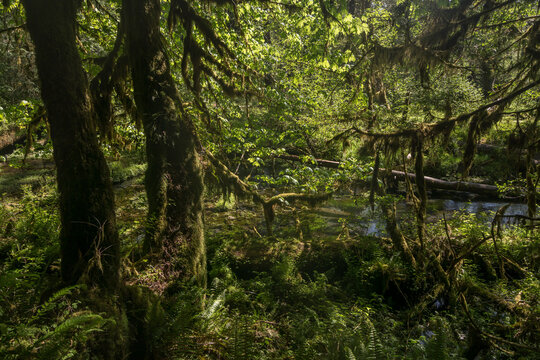Deep tropical jungles of Southeast Asia © Shiva Chandra Teja