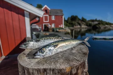Seafood, Norwegen, Skandinavien © Andreas