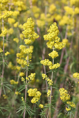 Lady's Bedstraw, also known as Wirtgen’s bedstraw or Yellow bedstraw, wild flower from Finland