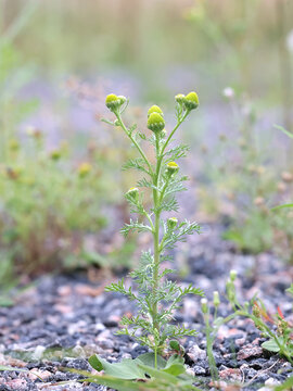 Pineapple Mayweed, also known as Disc mayweed, Pineapple weed or Wild chamomile, wild plant from Finland