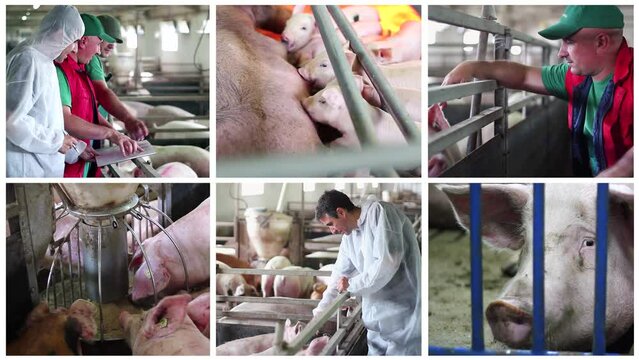 Pig Farming Animated Multi Screen Video.  Intensive Pig Farming. Veterinarian Doctor Examining Pigs At A Pig Farm. Animal Health and Welfare. Pig Farming Management. Suckling Piglets. 