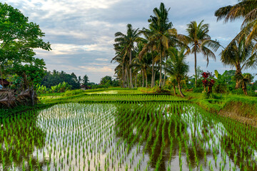 Ubud rise fields, Bali, Indonesia