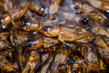 Closeup mole crickets were gathered together, before being fried for food.