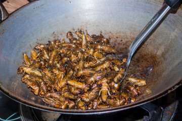 Mole crickets fried in a hot pan. Fried insects, delicious food in Thailand.