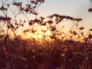 Obraz premium Flower meadow in sunrise at morning. Selective focus.