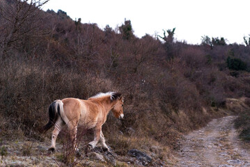 norwegian horses known as fjord horses are seen in the wild in among mountains running free and...