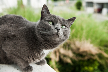 Naklejka na ściany i meble Graue Katze sitzt auf Fensterbrett und schaut interessiert in Kamera