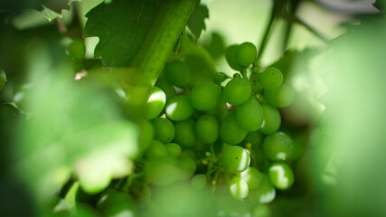 Grapes in rich colors. The vines with the grapes are ripe.