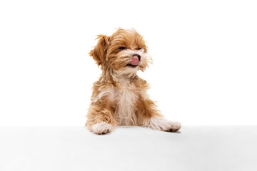 One happy dog, maltipoo golden color posing isolated over white background. Concept of beauty, breed, pets, animal life.