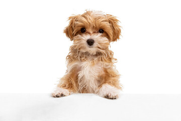 Beautiful dog, maltipoo golden color posing isolated over white background. Concept of beauty,...