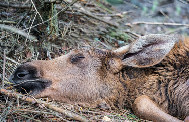Close up moose calf sleeping in forest. Selective focus.