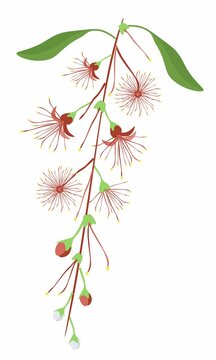 Beautiful Flower, Illustration of Indian Oak, Barringtonai Acutangula or Freshwater Mangrove Flowers with Green Leaves.

