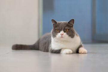 Cute british shorthair cat, indoor shot