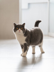 Cute british shorthair cat, indoor shot