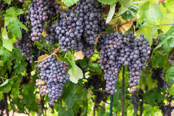 Racimos de uvas negras en un parral de Canarias