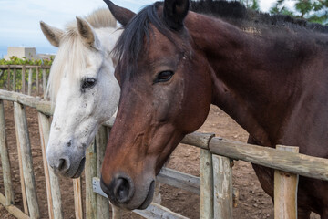 Obraz premium Caballos en una granja de Canarias