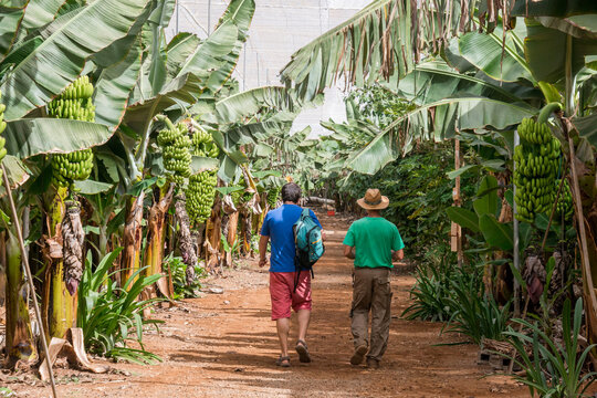 Gente caminando por el interior de una plantación de plátanos en Tenerife, Canarias